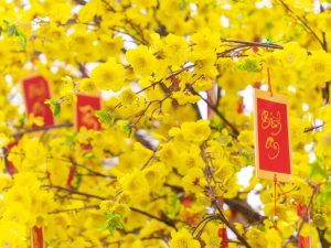 Hoa Mai Ngày Tết Biểu Tượng Mùa Xuân Phương Nam Việt